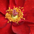 Vörös - Törpe - mini rózsa - Libán